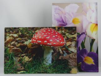 Acrylglas Bild 11 x 17 